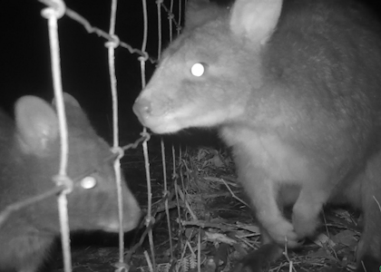 Paddys one each side of the fence